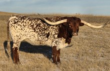 HCR DRAG IRONS LEGACY