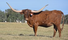 RJF AUTUMN COLORS 216