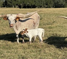 RJF SNOWTIME X REBEL HR TAG 532