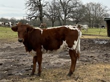 RHL MILLICENT 