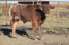 JAMMIN TEX X CINCO CINCA CB Tag 306