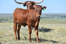 Jammin Tex x Bayou Holly Tag 307