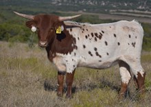 BG Iron Lady ( Margaret Thatcher)