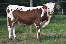 JAMMIN TEX X RM OK LADY PAT 555 TAG 225