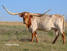 DH CARTER COUNTY QUEEN