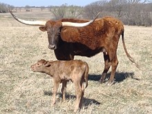 JAMMIN TEX X JBR LIBERTY FOR ALL TAG 306