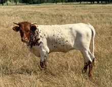 #27 #103Y DRAG IRON X SHEZA