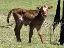 LM SUZANNE’S BEAUTY 6250 