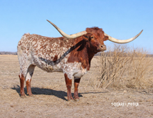 HCR DRAG IRONS LEGACY