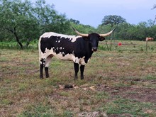 RHL THUNDER'S DAYSTAR