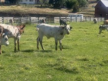 Tempter X Brindle Lady 25 Bull
