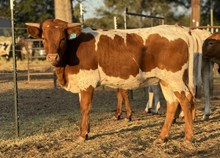 M7 Fancy Pants Rose 🌹 