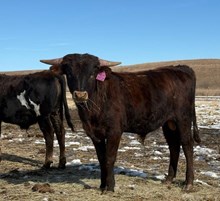 TCR EASY WIN X JAMMIN TEX (B) TAG 519