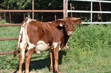 #2104 - HR Rebel Star x Jammin Tex