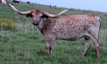 SPECKLED IRON