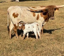 RJF AWESTRUCK 312 X REBEL HR TAG 538