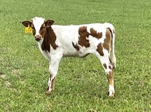 Rowdy HR Top Star Heifer Calf