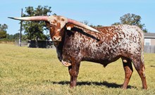 RJF DAVY CROCKETT  TAG 303