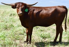 GLR TEXANA CRACKER GAL