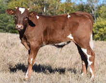 Hubbells Candy Cane x Jammin Tex